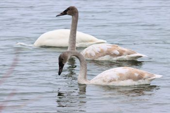 2021-Tundra Swans
