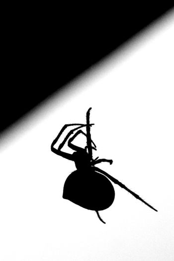 2022-IRNP-Spider
