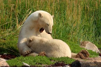 28 - Mother & Cub Nursing
