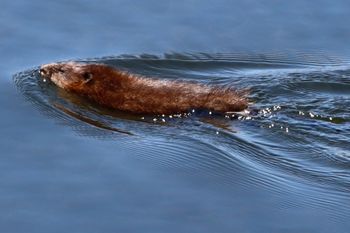 2021-Boardman Lake Muskrat
