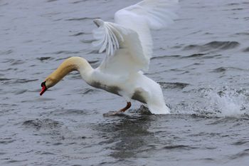 2023-Mute Swan
