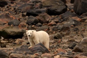 20 - Polar Bear on Alert
