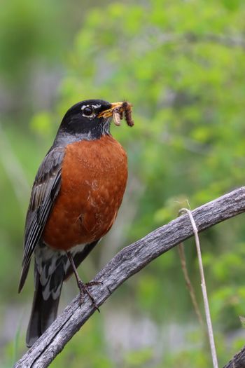 2024-05 Robin at S.B.N.L.
