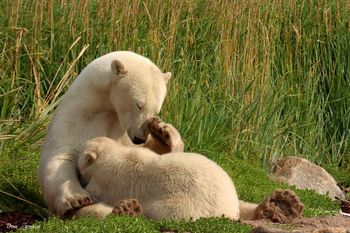 29 - Mother & Cub Nursing
