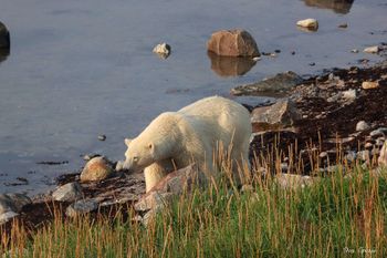 40 - Polar Bear

