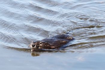 2021-Boardman Lake Beaver
