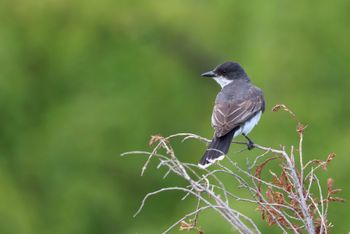 2024-07-17 Eastern Kingbird at SBNL
