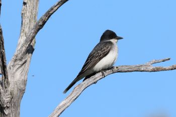 2023-Eastern Kingbird
