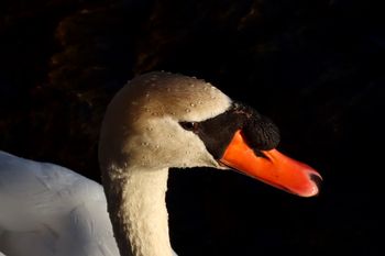 2024-04-Mute Swan Portrait
