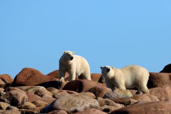 44 - Polar Bear Teens on the Rocks

