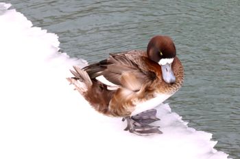 2022-Greater Scaup - Female- Ruffled Feathers
