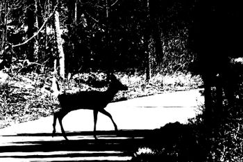 2024-04-Deer Silhouette
