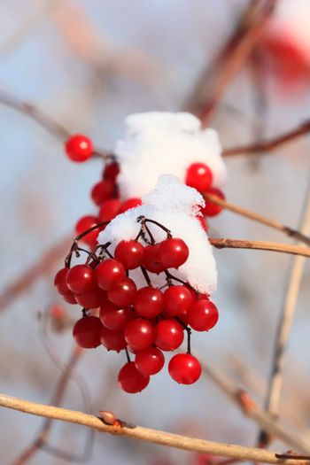 2021-Highbush Cranberry
