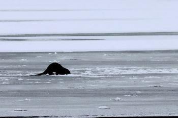 2023-Otter on Ice
