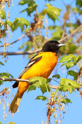 2023-Northern Oriole
