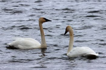 2023-Trumpeter Swans

