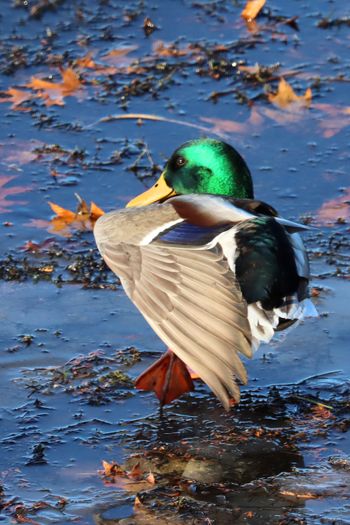 2021-Mallard Ballet
