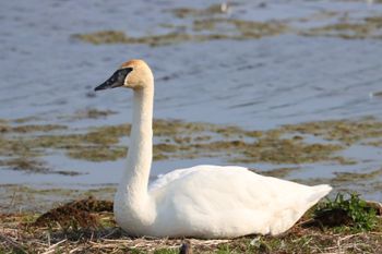 2023-Trumpeter Swan at Arcadia Marsh
