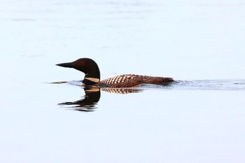 2021-Loon
