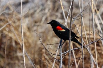 2024-04_Red-winged Blackbirds
