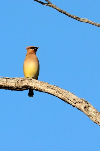 2022-Cedar Waxwing
