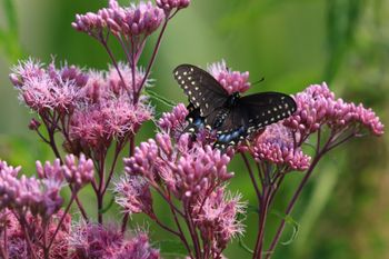 2024-07-20 Black Swallowtail at Arcadia Marsh 2
