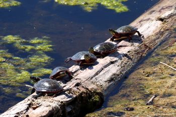 2024-04_Painted Turtles
