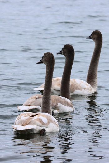 2021-Juvenile Tundra Swans
