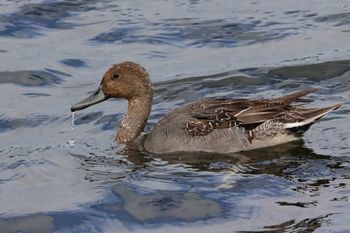 2023-Northern Pintail Female
