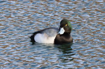 2022-Greater Scaup - Male
