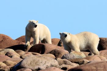 45 - Polar Bear Teens on the Rocks

