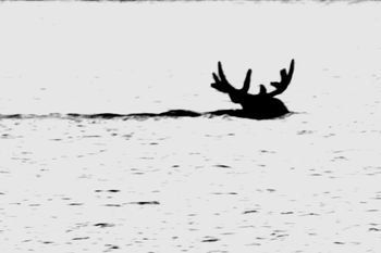 2022-IRNP-Bull Moose
