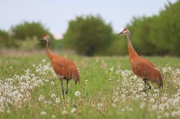 2021-Young Sandhill Cranes
