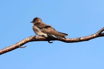 2023-Northern Rough-winged Swallow at Arcadia Marsh
