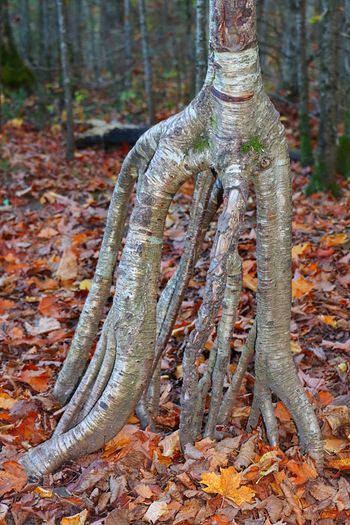 2021-Pictured Rocks - Squid Roots
