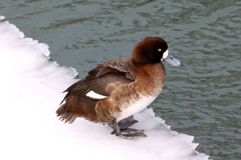 2022-Greater Scaup - Female
