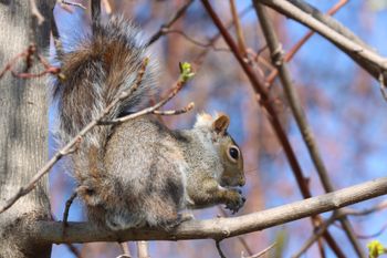 2023-Red Squirrel
