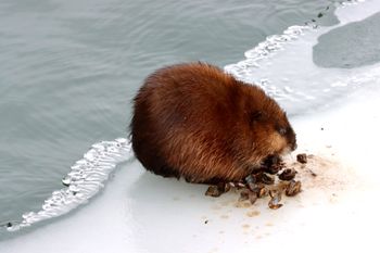 2022-Muskrat eating Zebra Mussels4
