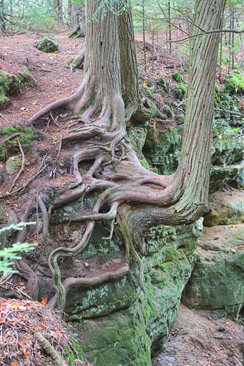 2021-Pictured Rocks - Root of all Beauty
