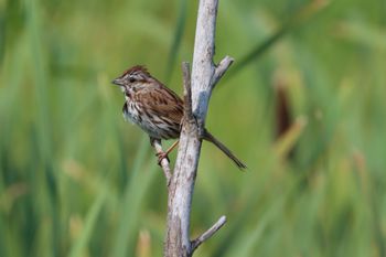 2024-07-20 Song Sparrow at Arcadia Marsh
