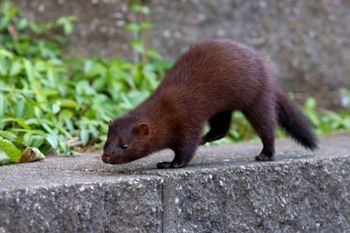 2022-American Mink 2
