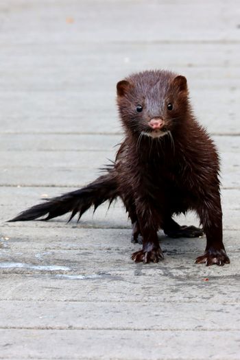 2022-American Mink 1
