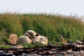 23 - Mother and Cub Resting
