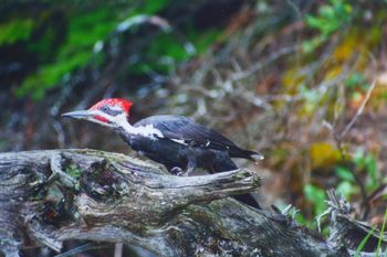 2001-Piliated Woodpecker
