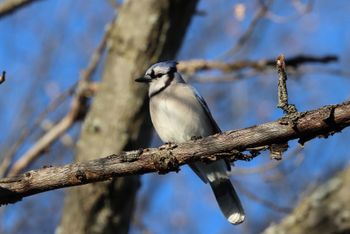 2024-04-Blue Jay
