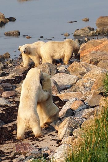 57 - 2023- Lisa Spezia - Four Bears at Lodge Point
