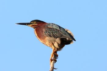 2021-Green Heron 5
