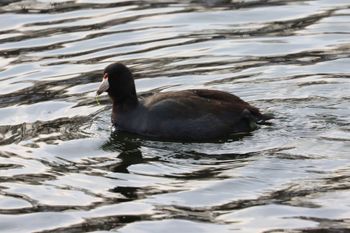 2022-American Coot
