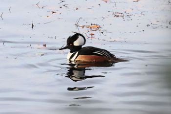 2021-Hooded Merganser - Male
