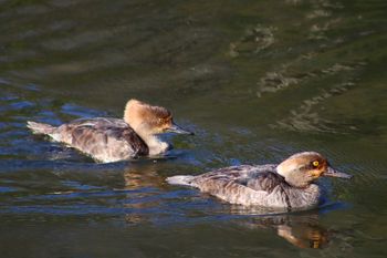 2021-Immature Female & Male Hooded Merganser
